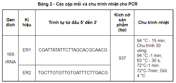Các cặp mồi và chu trình nhiệt cho PCR chẩn đoán bệnh đóng dấu lợn