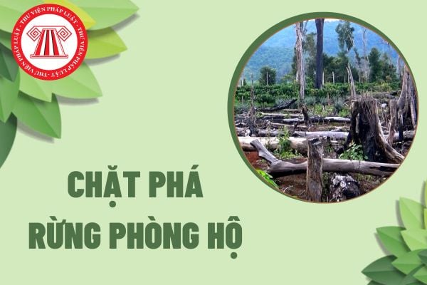 Để lâm tặc chặt phá 4000m2 rừng phòng hộ kiểm lâm viên có thể phải chịu bao nhiêu năm tù theo quy định hiện nay?