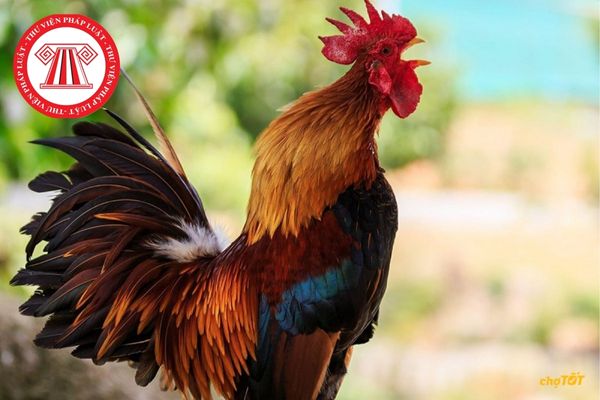 Bệnh gumboro thường xảy ra thường xuyên nhất ở gà bao nhiêu tuần tuổi bệnh do vi khuẩn nào gây ra