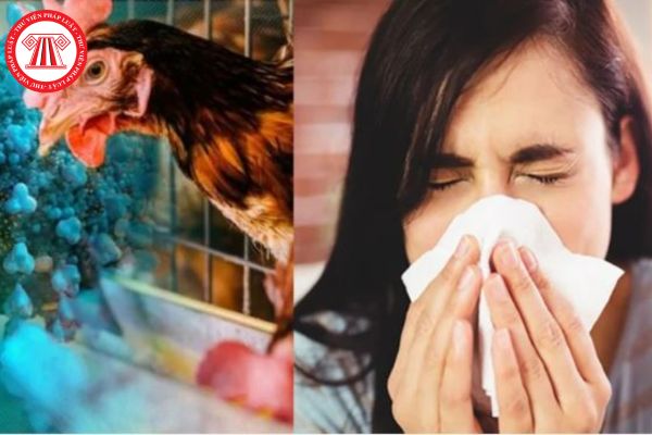 Người nhiễm bệnh cúm gia cầm H5N1 sẽ có những triệu chứng như thế nào?