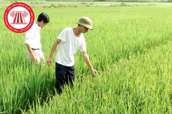 Điều tra dịch hại lúa như thế nào khi mật độ rầy nâu trên 3000 con trên một mét vuông đất trồng lúa cấy?