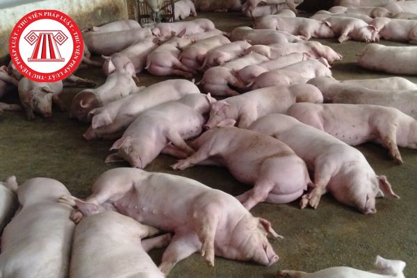 Lợn ở độ tuổi nào dễ mắc bệnh dịch tả lợn nhất?