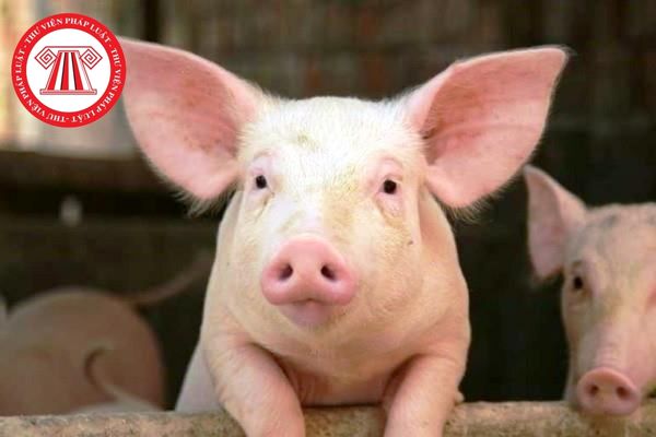 Bệnh phó thương hàn lợn thường xuất hiện ở lợn từ bao nhiêu tháng tuổi?