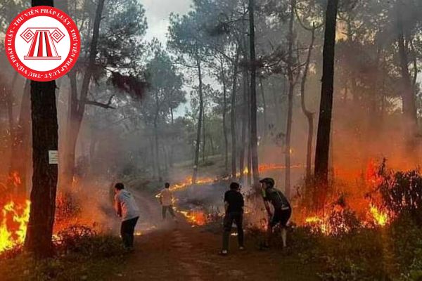 Cá nhân có hành vi cố ý đốt rừng gây cháy khoàn 200m2 rừng thì sẽ bị xử phạt vi phạm hành chính như thế nào?