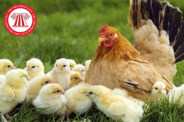 Bệnh nấm phổi ở gà do loại vi khuẩn nào gây nên? 