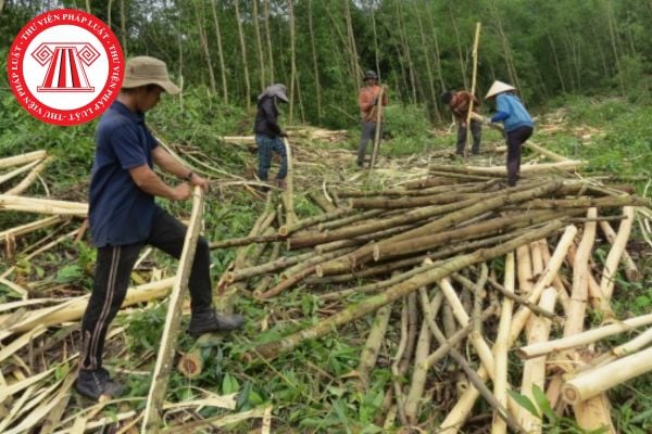 Thủ tục phê duyệt phương án khai thác thực vật rừng thông thường được hiện theo trình tự như thế nào?