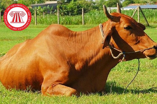 Chẩn đoán bệnh sán lá gan ở bò bằng phương pháp lắng cặn như thế nào?
