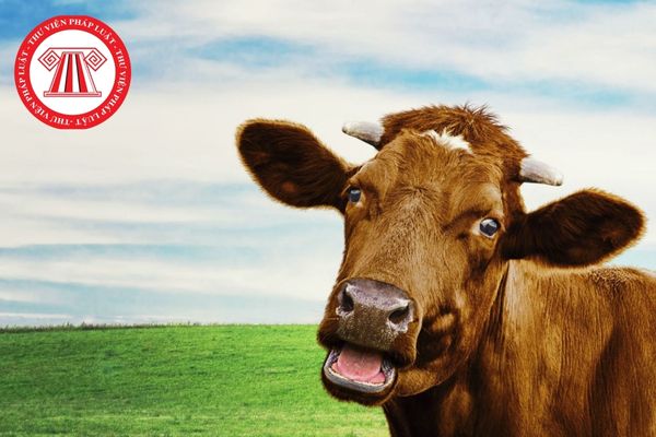 Để tiến hành phương pháp ELISA phát hiện kháng nguyên sán lá gan ở bò cần chuẩn bị những nguyên liệu gì?