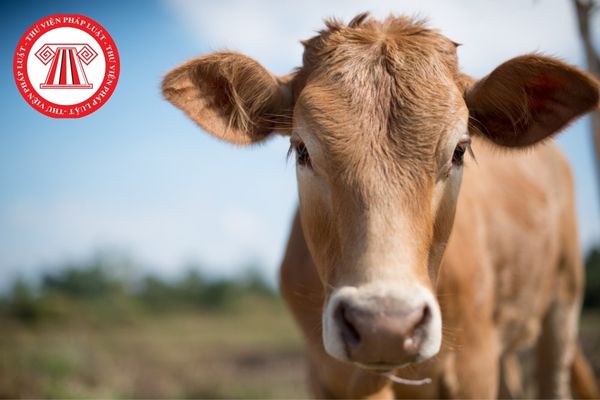 Để chẩn đoán bệnh sán lá gan ở bò bằng phương pháp ELISA thì cần chuẩn bị những gì?