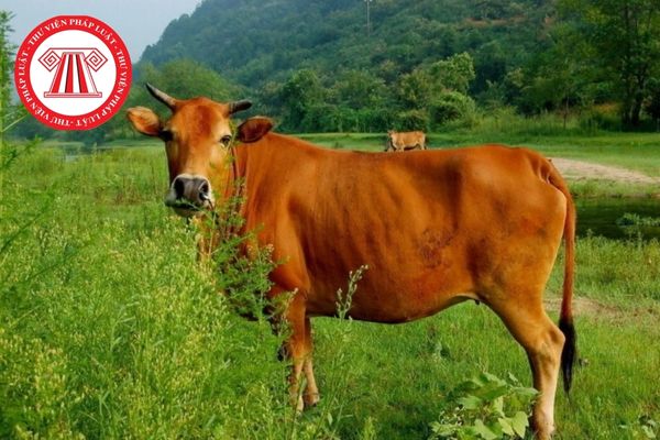 Bệnh sán lá gan ở bò có thể lây san cho người hay không?