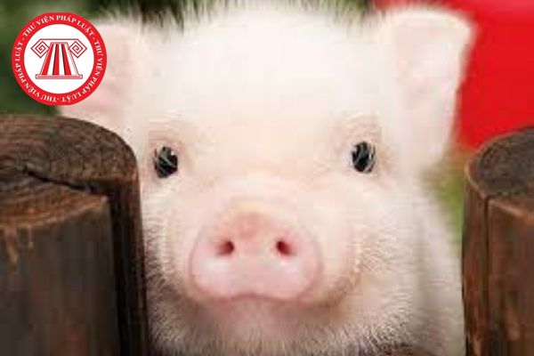 Khi áp dụng phương pháp rRT-PCR để chẩn đoán hội chứng rối loạn sinh sản và hô hấp ở lợn thì thực hiện tách chiết ARN?