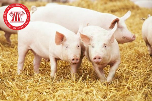 Hội chứng rối loạn sinh sản và hô hấp ở lợn gây ra những dấu hiệu bệnh tích nào?