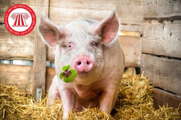 Hội chứng rối loạn sinh sản và hô hấp ở lợn là bệnh do loại vi rút nào gây nên?