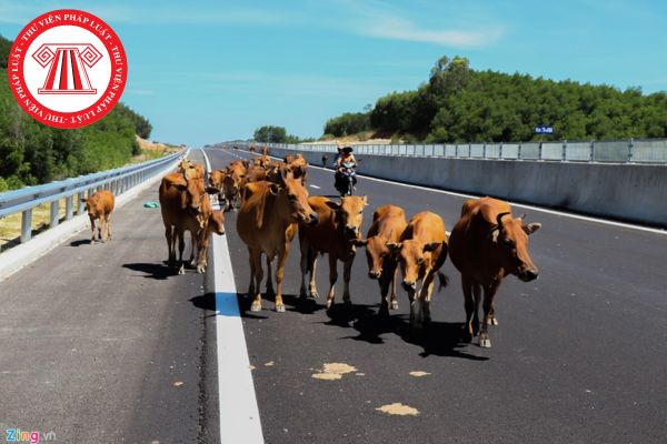 Để trâu bò đi vào đường cao tốc thì người cá nhân sẽ bị xử phạt vi phạm hành chính như thế nào?