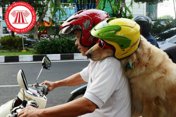 Chở thú cưng ngồi sau xe máy có vi phạm quy định về an toàn giao thông không? Có thể bị phạt bao nhiêu tiền?