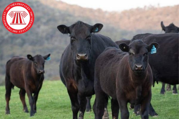 Tinh đông lạnh của bò thịt dùng trong việc nhân giống bằng phương pháp thụ tinh nhân tạo phải được kiểm tra định kỳ bao nhiêu lần trong tháng?
