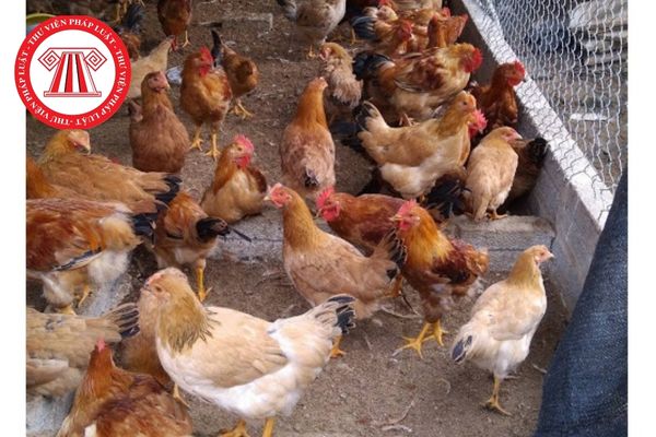 Bệnh lympho leuko ở gà là bệnh như thế nào bệnh lymphoid leuko thường xuất hiện ở gà từ bao nhiêu ngày tuổi