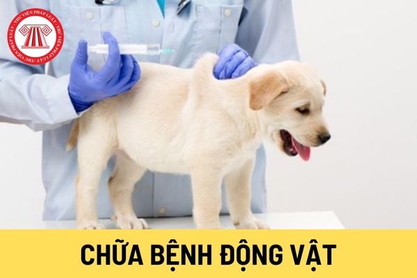 Chữa bệnh động vật