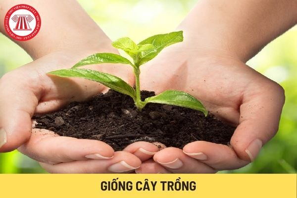 Giống cây trồng (Hình từ Internet)