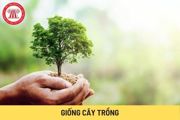 Giống cây trồng (Hình từ Internet)