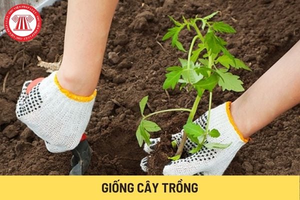 Giống cây trồng (Hình từ Internet)