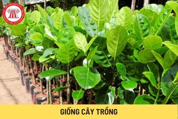 Giống cây trồng (Hình từ Internet)