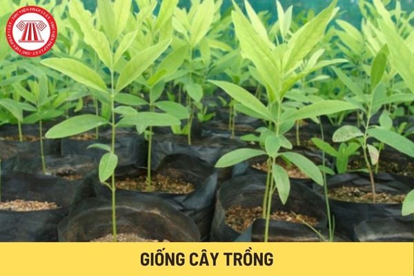 Giống cây trồng (Hình từ Internet)