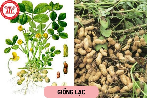 Giống lạc