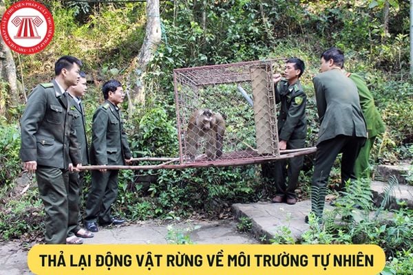 Thả lại động vật rừng về môi trường tự nhiên