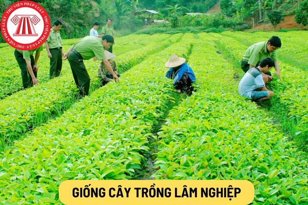 Giống cây trồng lâm nghiệp