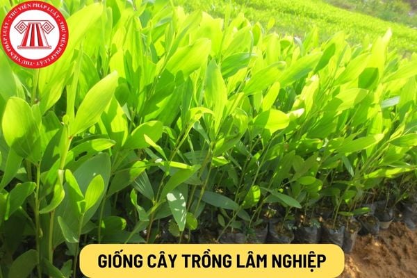 Giống cây trồng lâm nghiệp