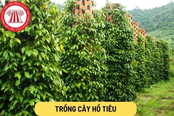 Trồng cây hồ tiêu