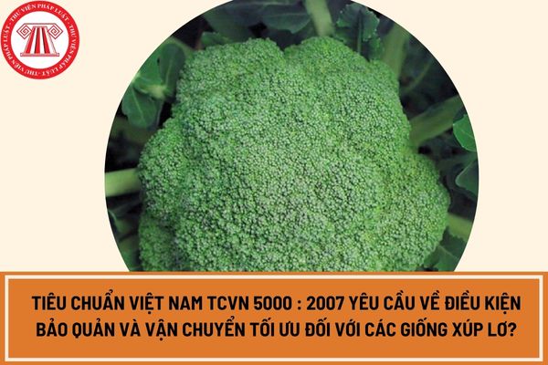Tiêu chuẩn Việt Nam TCVN 5000 : 2007 yêu cầu về điều kiện bảo quản và vận chuyển tối ưu đối với các giống xúp lơ?