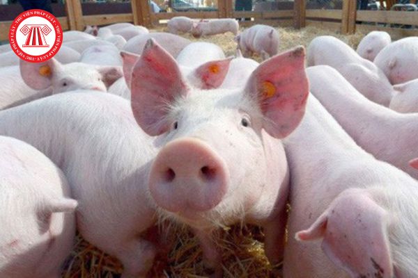 Giám định lợn giống là gì? Việc giám định lợn giống bao gồm những hoạt động nào và khi thực hiện phải đảm bảo những nguyên tắc nào?