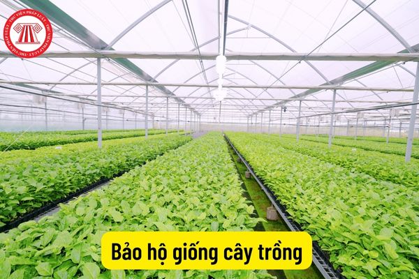 Bảo hộ giống cây trồng