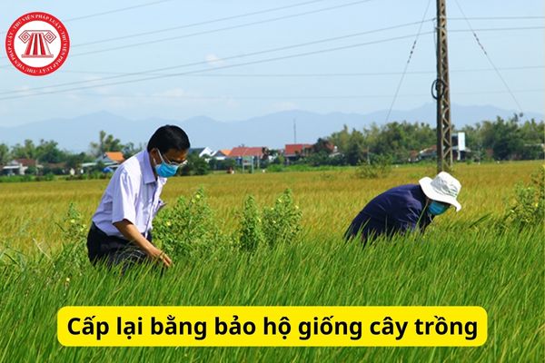 Cấp lại bằng bảo hộ giống cây trồng