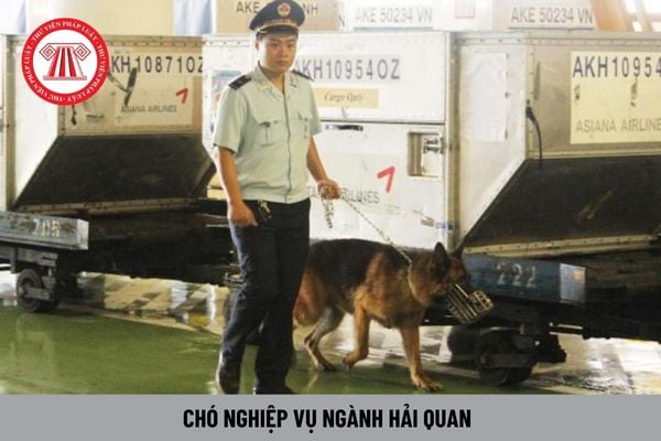 Khi chó nghiệp vụ không còn đáp ứng được những yêu cầu huấn luyện, sử dụng thì có bắt buộc phải tiêu hủy hết không?