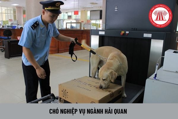 Huấn luyện viên chó nghiệp vụ ngành Hải quan có bắt buộc phải có bằng tốt nghiệp đại học trở lên không?