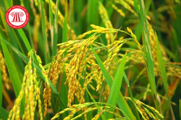 Mẫu Bản đăng ký chuyển đổi cơ cấu cây trồng trên đất trồng lúa là mẫu gì? Gửi bản đăng ký đến cơ quan nào?