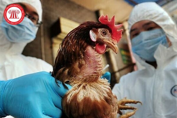 Cúm gà H5N1 có thuộc Danh mục bệnh động vật cấm giết mổ, chữa bệnh không? Giết mổ gà bị H5N1 trái luật bị phạt bao nhiêu?