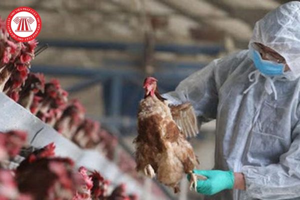 Bệnh Cúm gà H5N1 có thuộc Danh mục bệnh động vật trên cạn phải công bố dịch tại Việt Nam không?