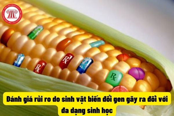 Đánh giá rủi ro do sinh vật biến đổi gen gây ra đối với đa dạng sinh học