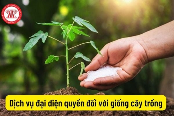 Dịch vụ đại diện quyền đối với giống cây trồng