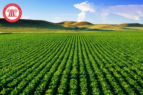 Hạn mức giao đất nông nghiệp cho cá nhân trực tiếp sản xuất nông nghiệp theo Luật Đất đai mới nhất?