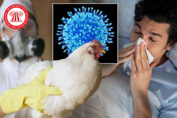 Bệnh Cúm gia cầm H5N1 có nguy cơ tử vong cao không? Triệu chứng cúm gia cầm H5N1 ở người thường thấy là gì?