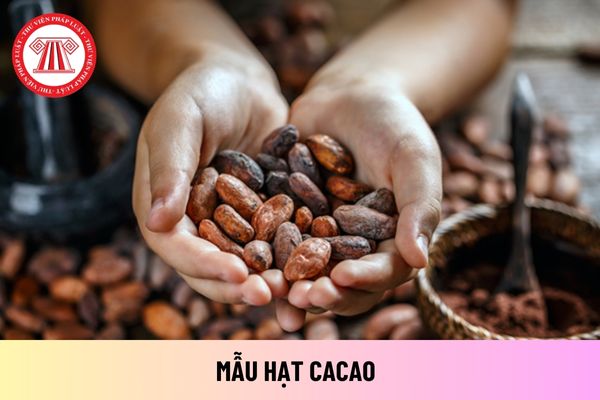 Việc lấy mẫu hạt cacao phải đảm bảo các yêu cầu chung nào? Kích cỡ tối thiểu và tối đa đại diện cho mẫu hạt?