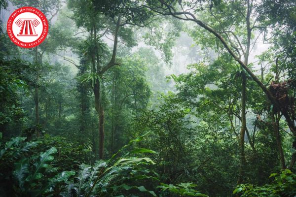 Phân khu phục hồi sinh thái của rừng đặc dụng là gì? Cây gãy đổ trong phân khu phục hồi sinh thái của rừng đặc dụng có được khai thác?