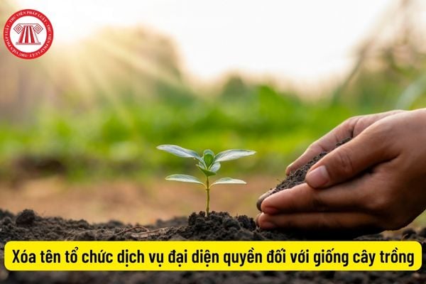 Xóa tên tổ chức dịch vụ đại diện quyền đối với giống cây trồng