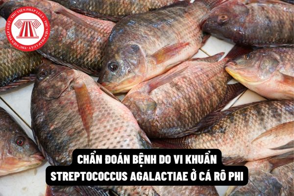 Để chẩn đoán bệnh do vi khuẩn Streptococcus Agalactiae ở cá rô phi thì cần chuẩn bị mẫu bệnh phẩm như thế nào?
