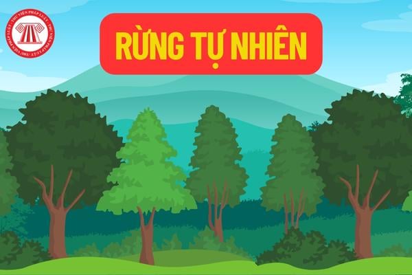 Rừng tự nhiên được hiểu như thế nào? Rừng tự nhiên được khai thác lâm sản trong rừng sản xuất như thế nào?